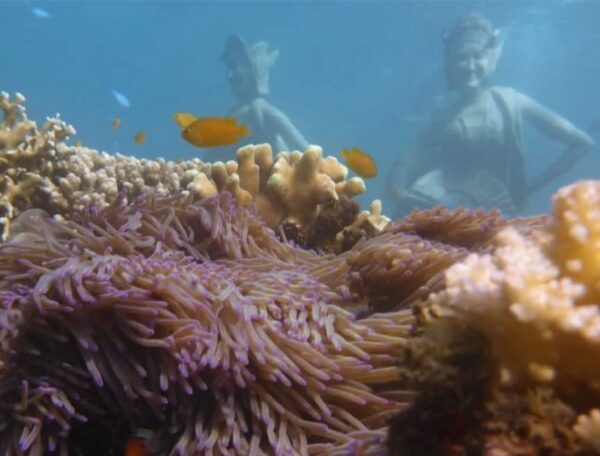 One Day Trip Bangsring Underwater - Image 4