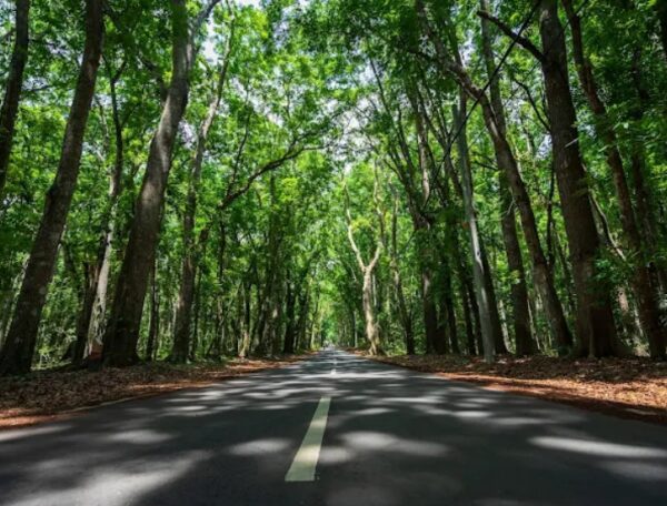 One Day Trip Taman Nasional Alas Purwo - Image 3